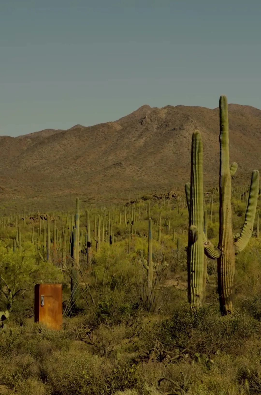 First light, Sonoran Desert