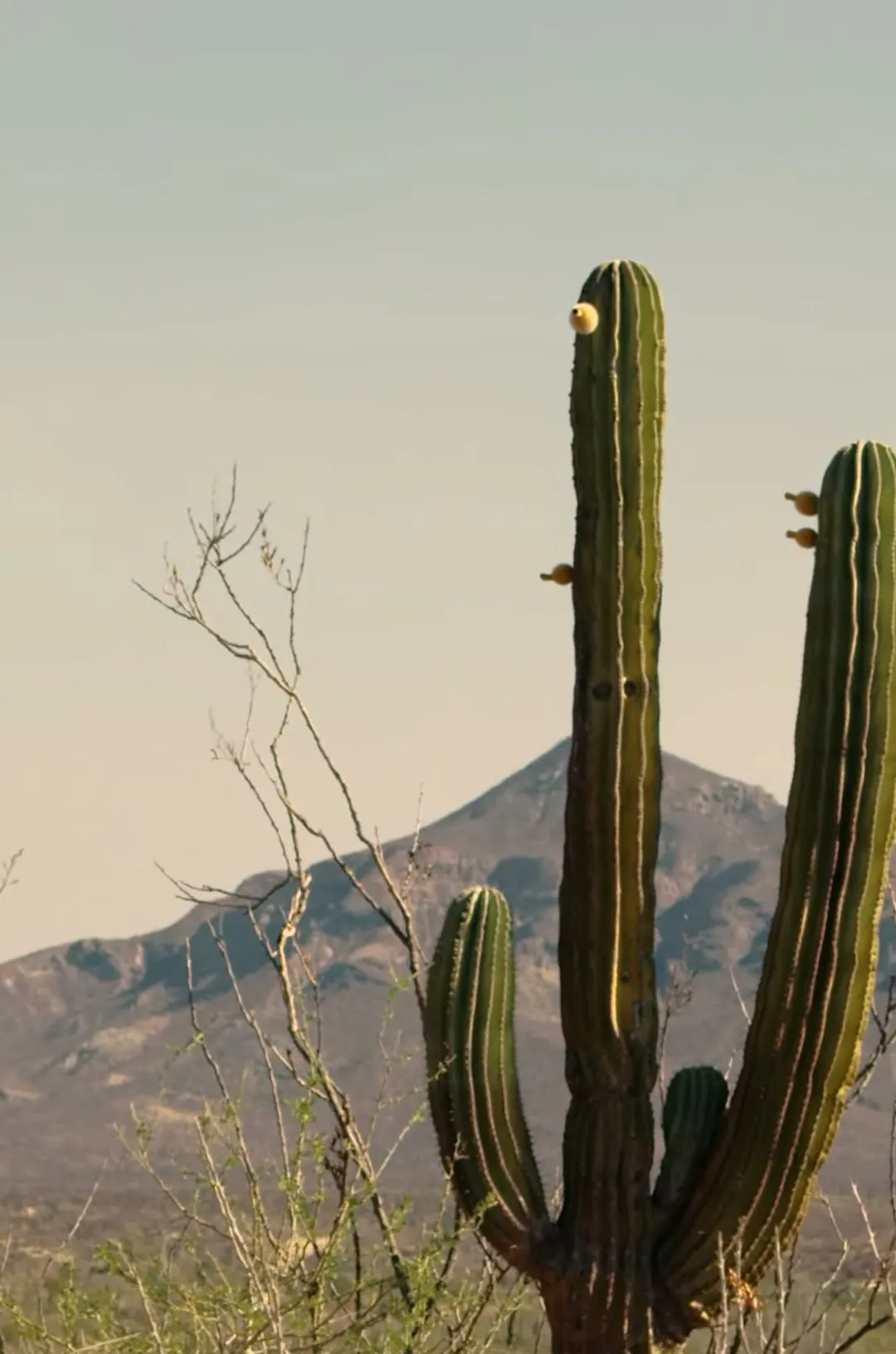 Saguaro against the range