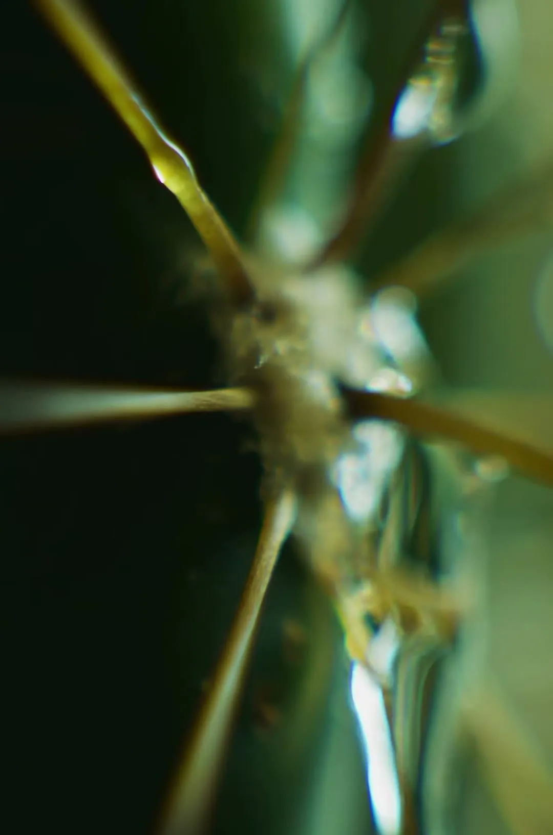 Spines and water