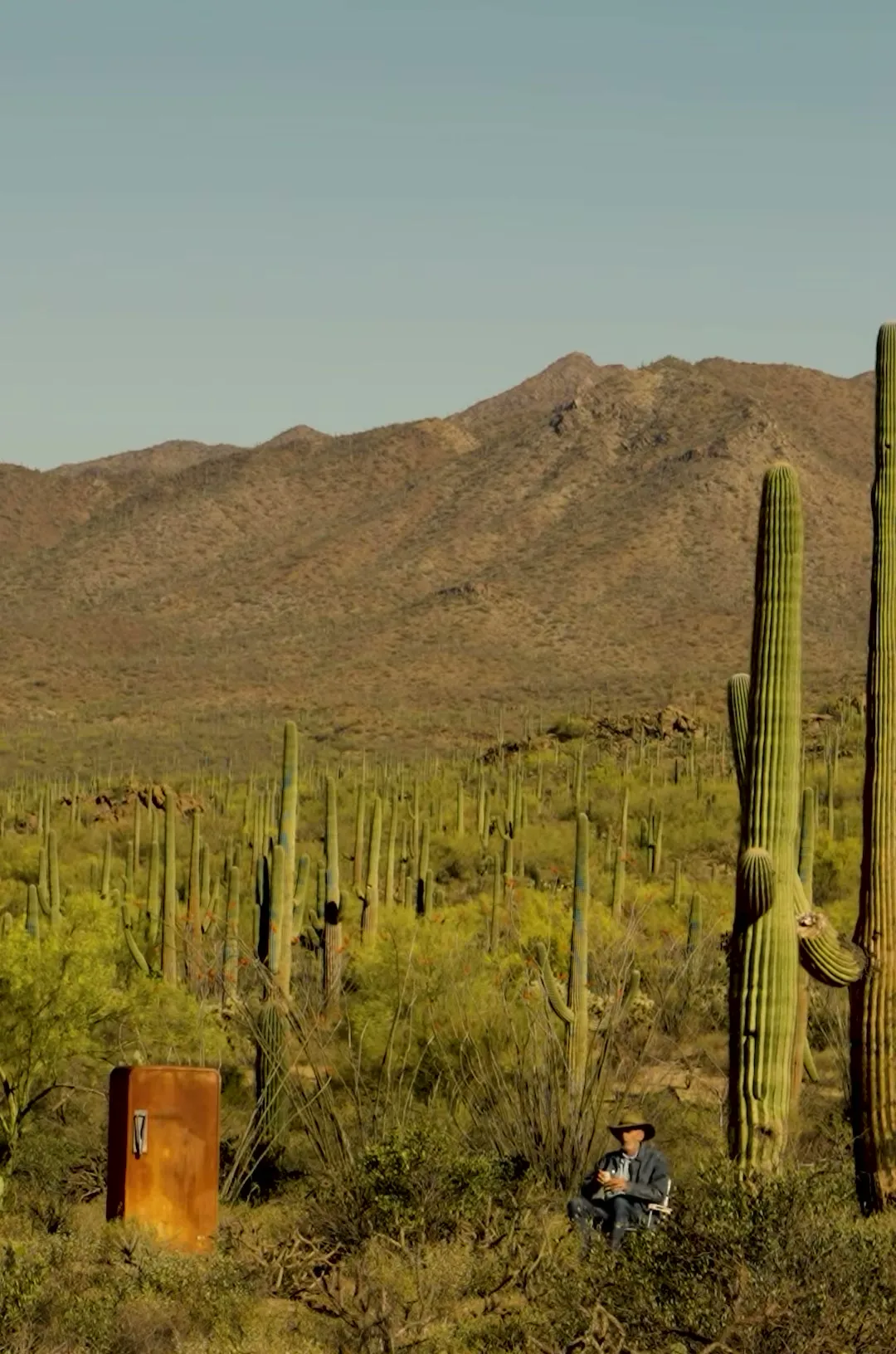Saguaro field, Sonoran Desert