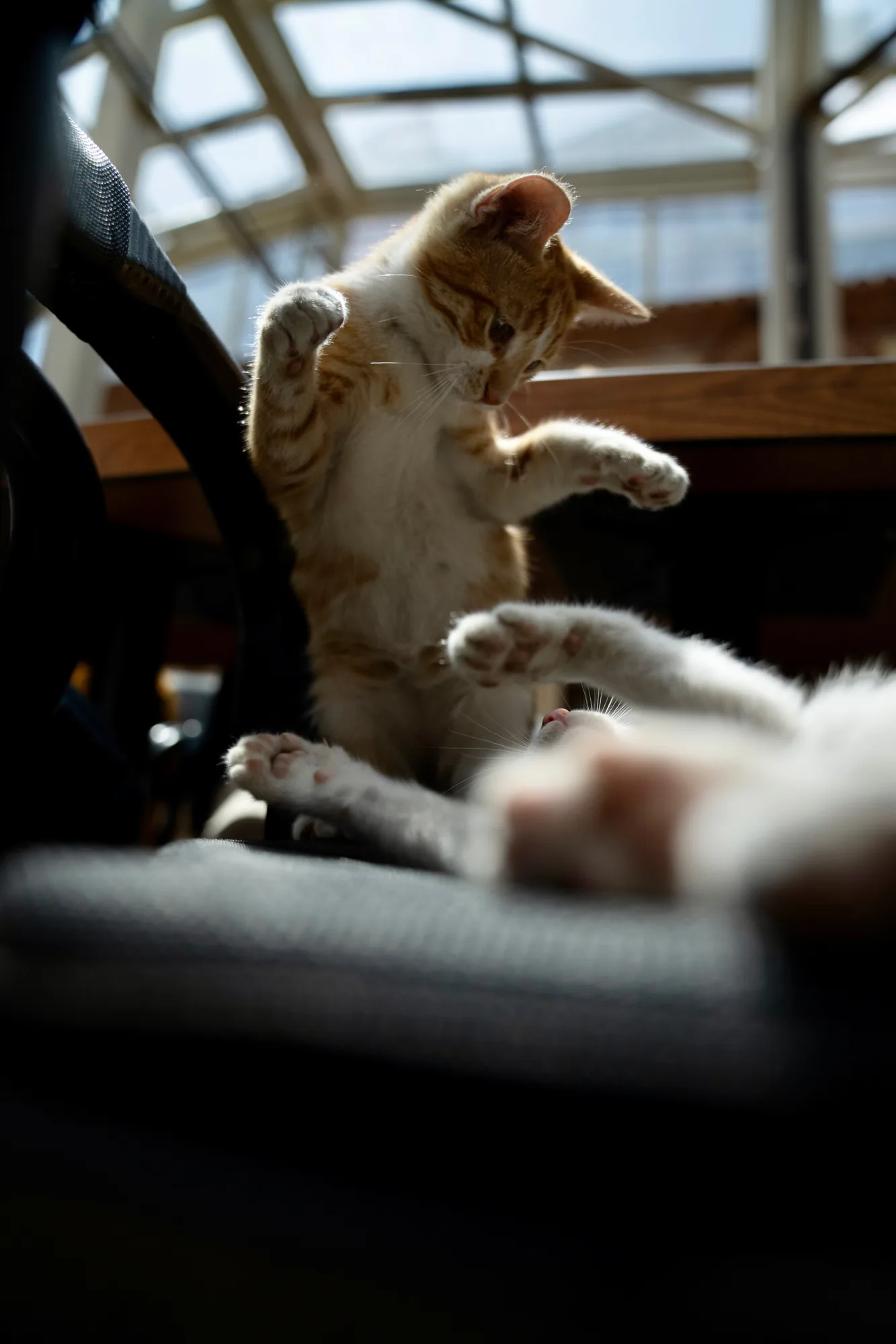 Market cat, under the skylight