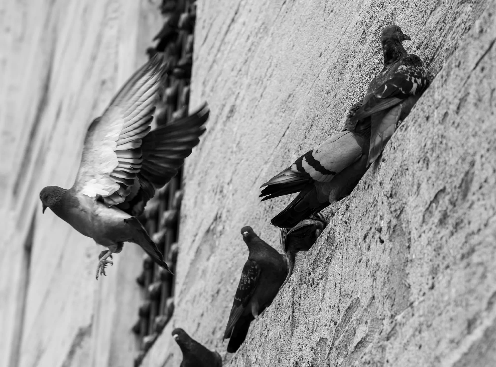 Pigeons on stone